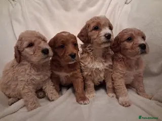 Double Doodle dogs Exceptionally marked Double doodles puppies - Advert 4