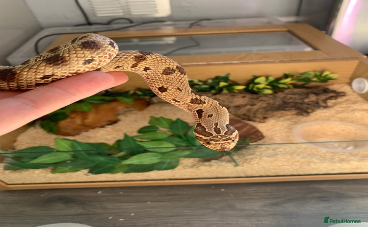 Snake reptiles - Advert 11
