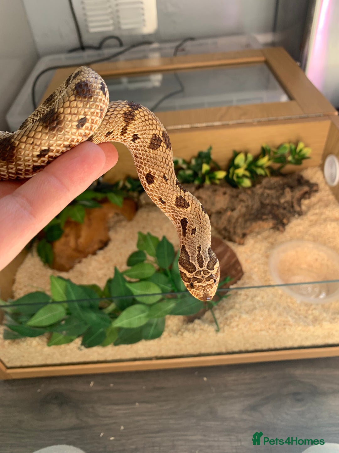 Snake reptiles for sale: Male Western Hog Nose -Stunning markings - Image 1