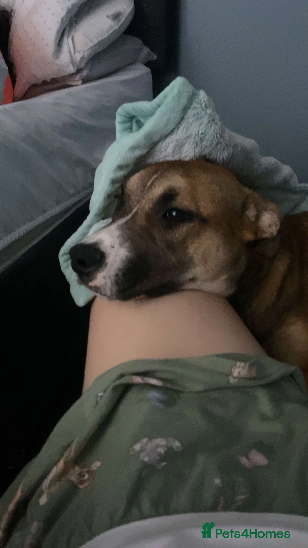 Mixed Breed dogs for sale: Storm  in Melrose - Advert 1
