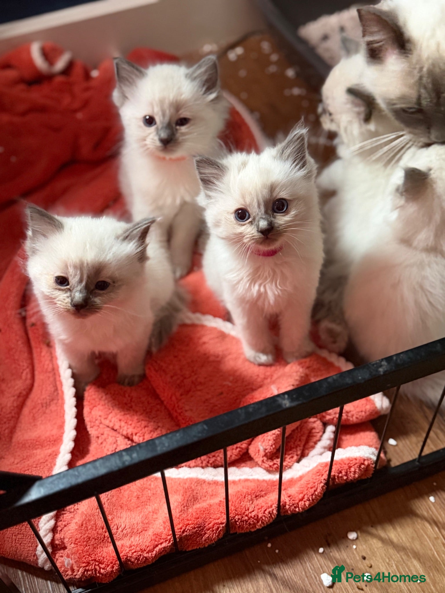 Ragdoll cats READY NOW £650 Beautiful pure bred ragdolls  - Advert 1