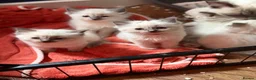 Ragdoll cats for sale: Beautiful pure bred ragdolls  - Advert 15