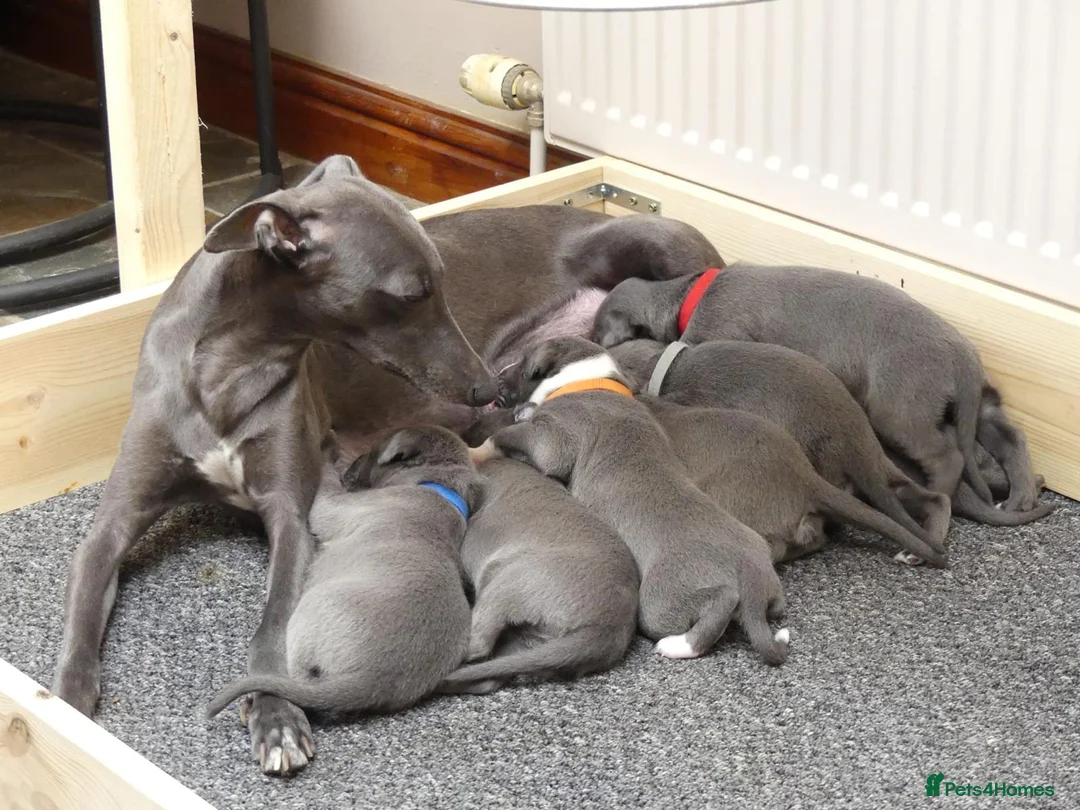 Whippet dogs for sale: Whippets - Advert 1