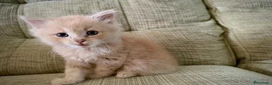 Mixed Breed Kitten 2