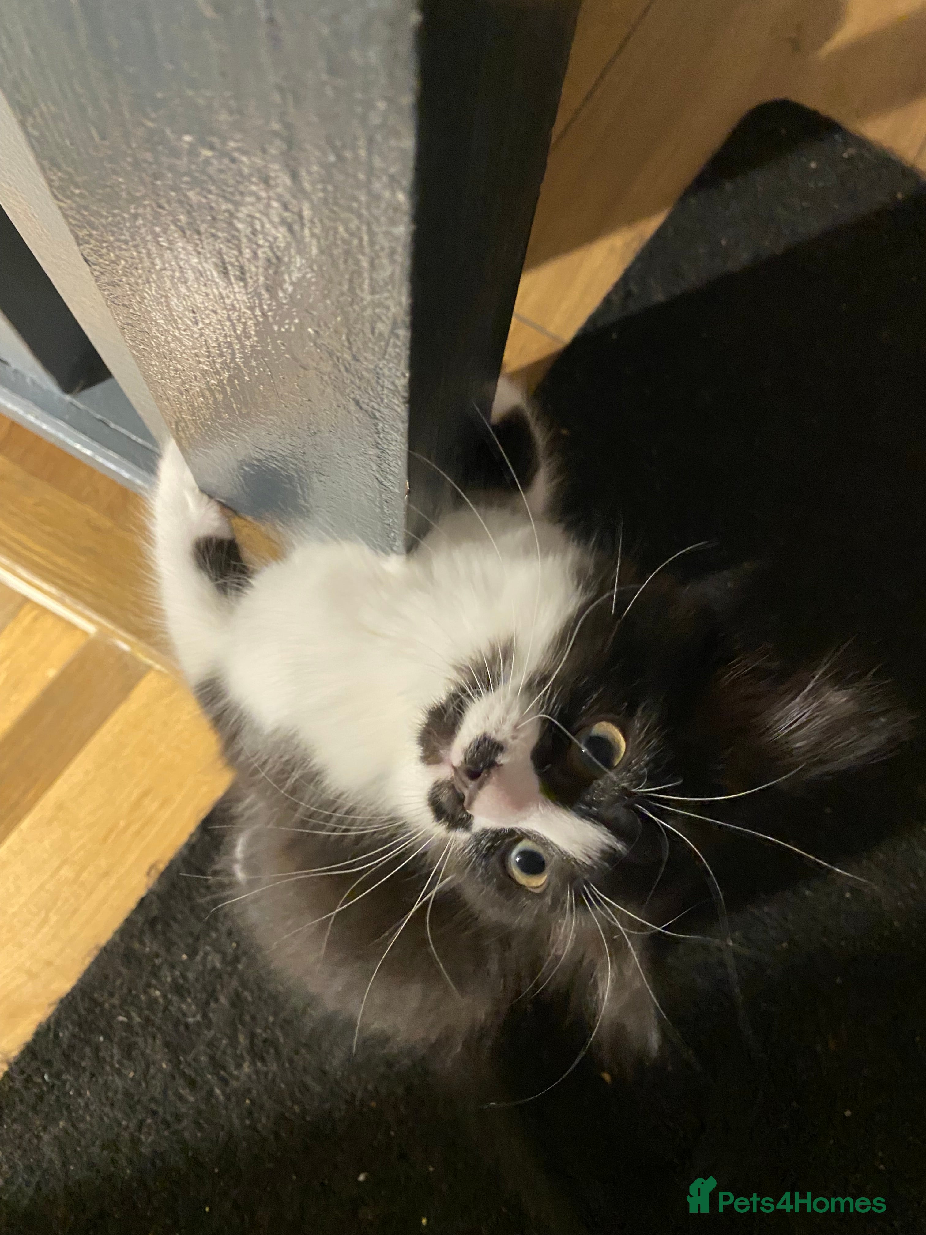 Mixed Breed cats for sale: Tuxedo kittens looking for their forever homes  - Advert 14