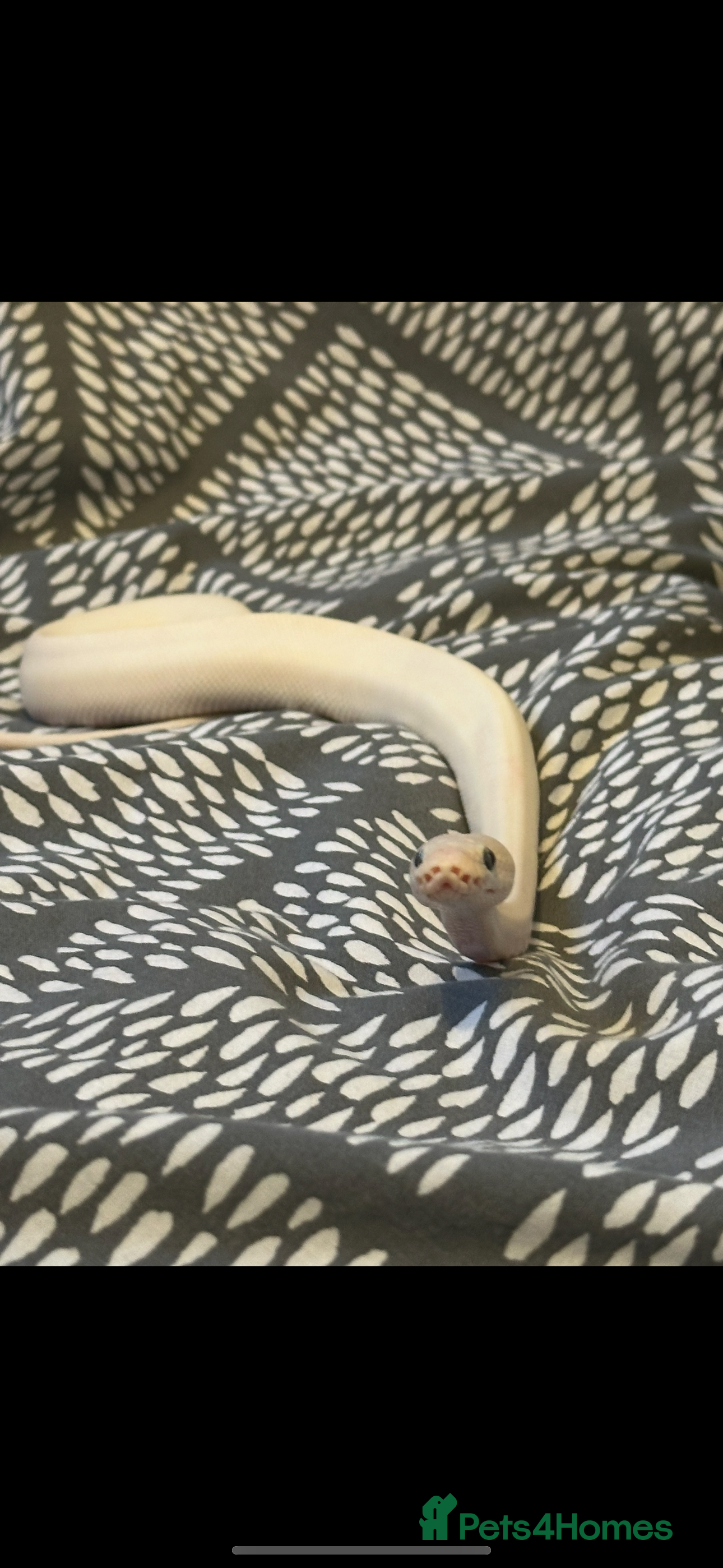 Python Snake reptiles Boy ball python  - Advert 1