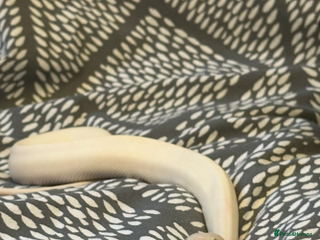 Python Snake reptiles Boy ball python - Advert 1