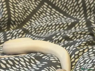 Python Snake reptiles Boy ball python - Advert 3