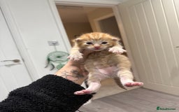 Mixed Breed cats for sale: PLEASE READ - 4 stunning kittens. 3 male. 1 female - Image 10
