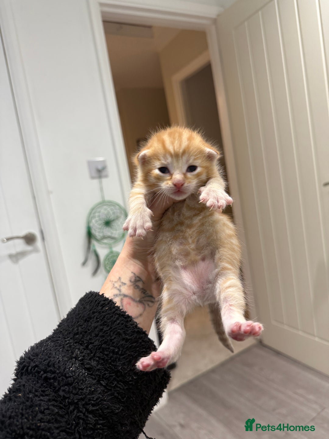 Mixed Breed cats for sale: PLEASE READ - 4 stunning kittens. 3 male. 1 female - Image 10