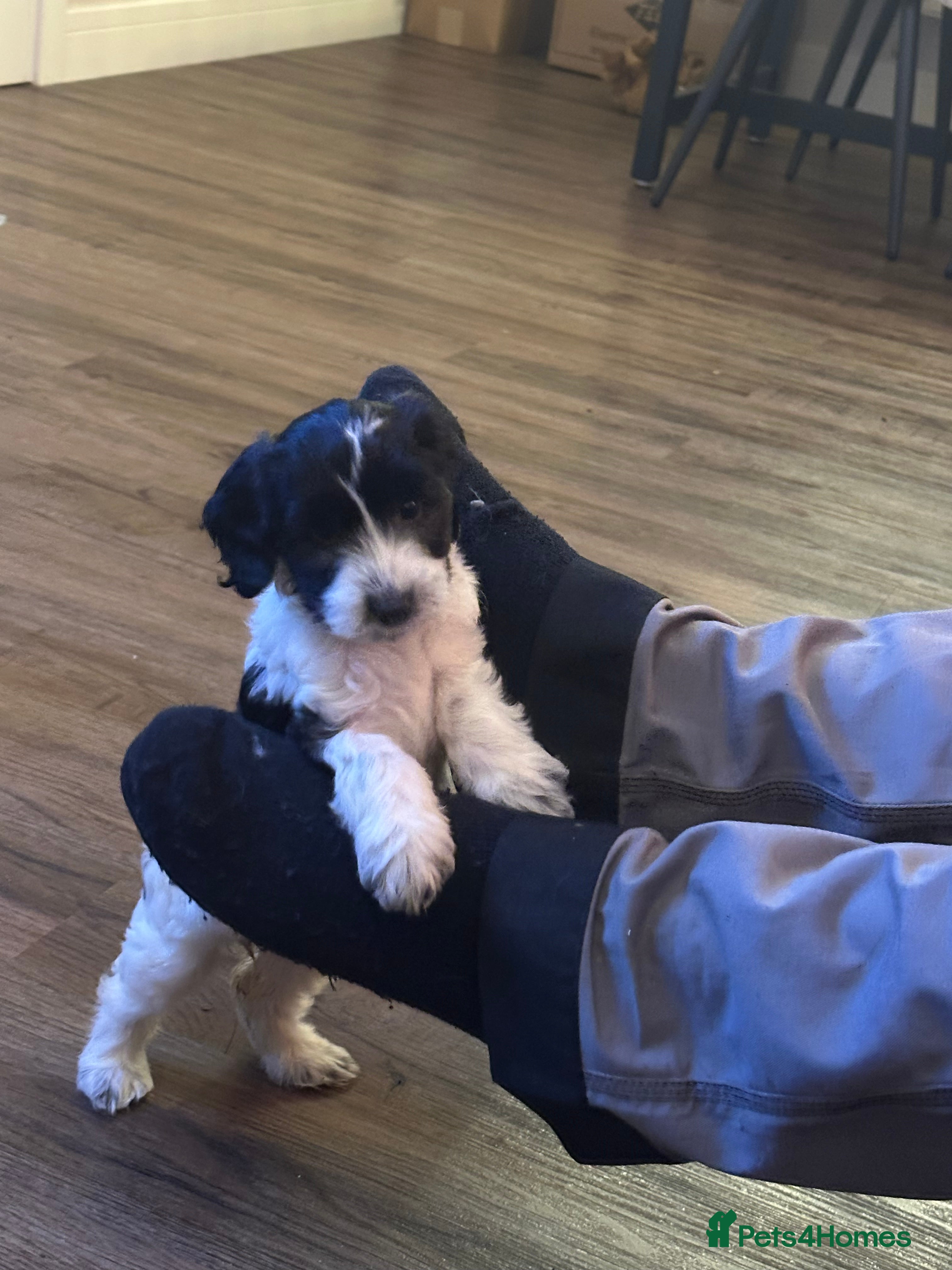 Cockapoo dogs Stunning cockapoos - Advert 2