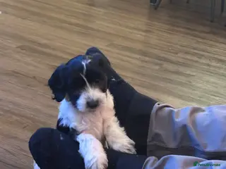 Cockapoo dogs Stunning cockapoos - Advert 2