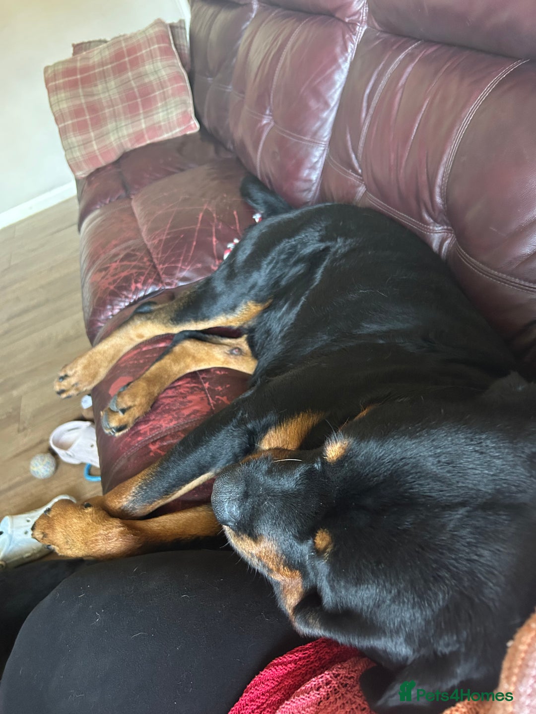 Rottweiler dogs for stud: Male Rottweiler for stud  - Image 5