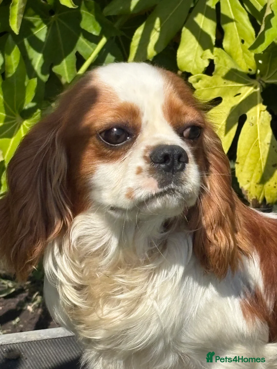 Cavalier King Charles Spaniel dogs for stud: Beautiful Blenheim cavalier stud boy  in Southport - Advert 4