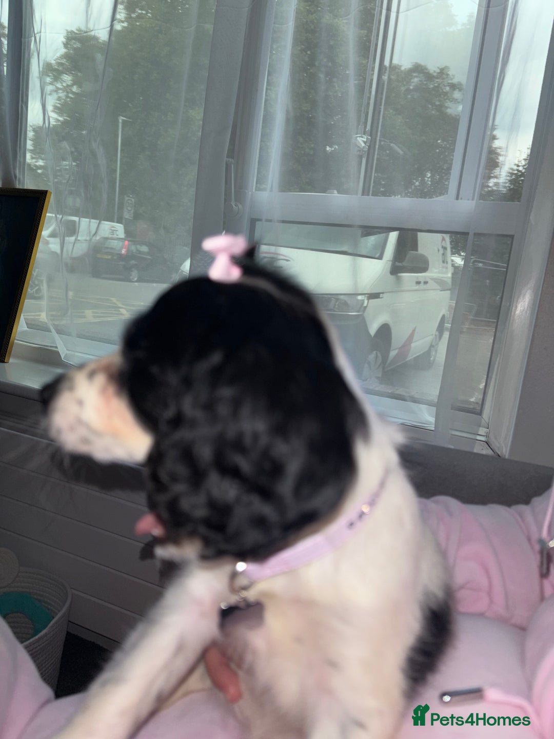 Cocker Spaniel dogs for sale: Cocker spaniel - Image 9