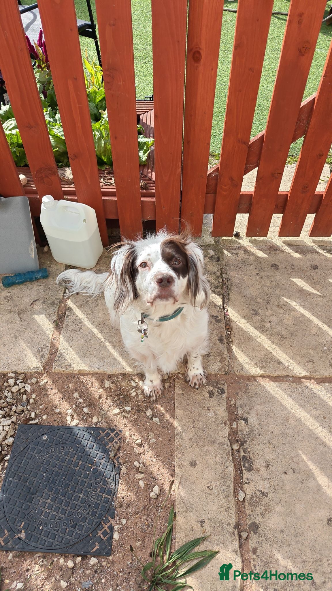 Sprocker dogs 4 year old Sprocker spaniel female - Advert 8