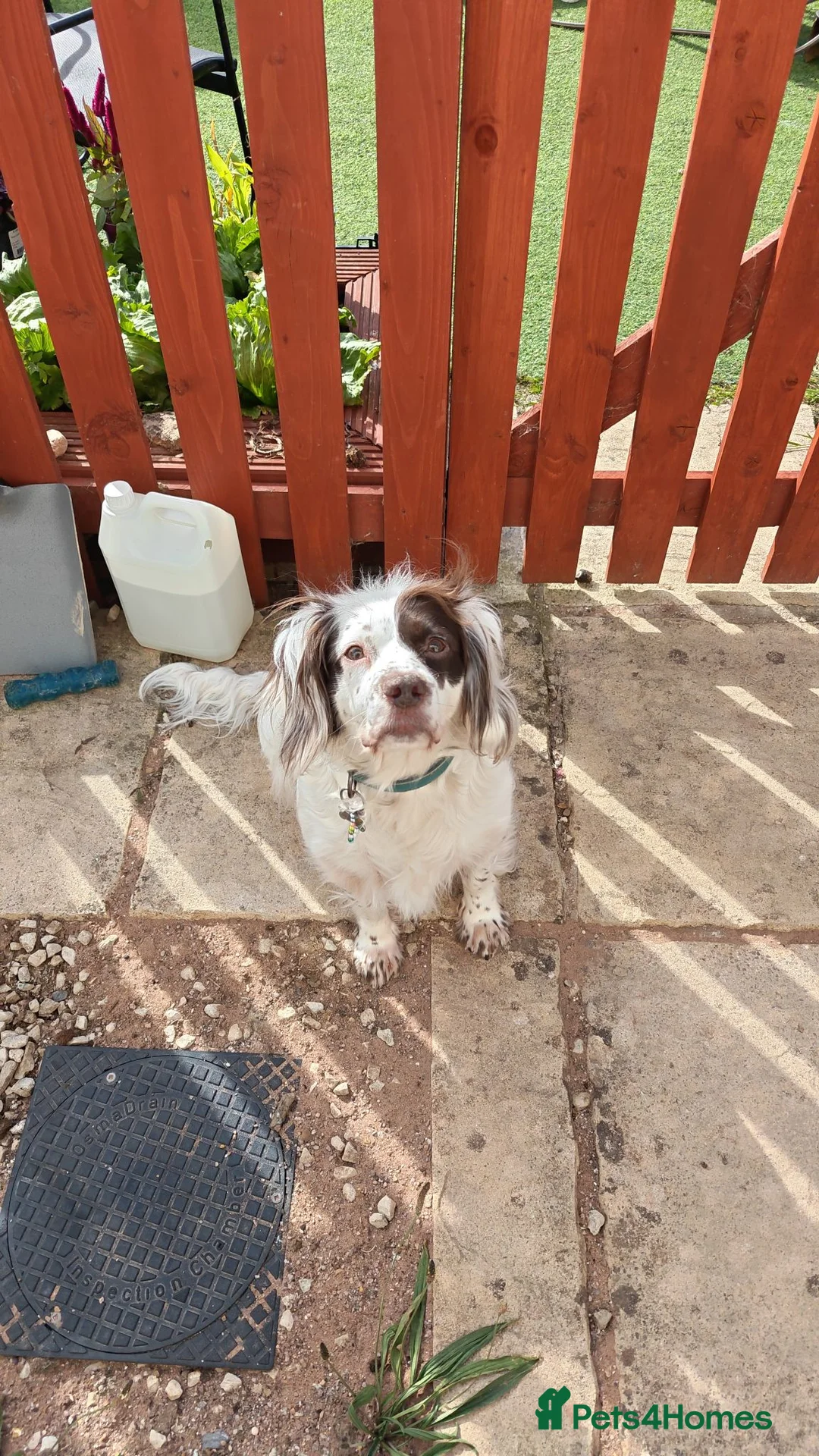 Sprocker dogs for sale: 4 year old Sprocker spaniel female - Advert 1