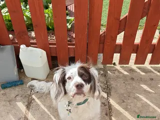 Sprocker dogs 5 year old Sprocker spaniel female - Advert 7