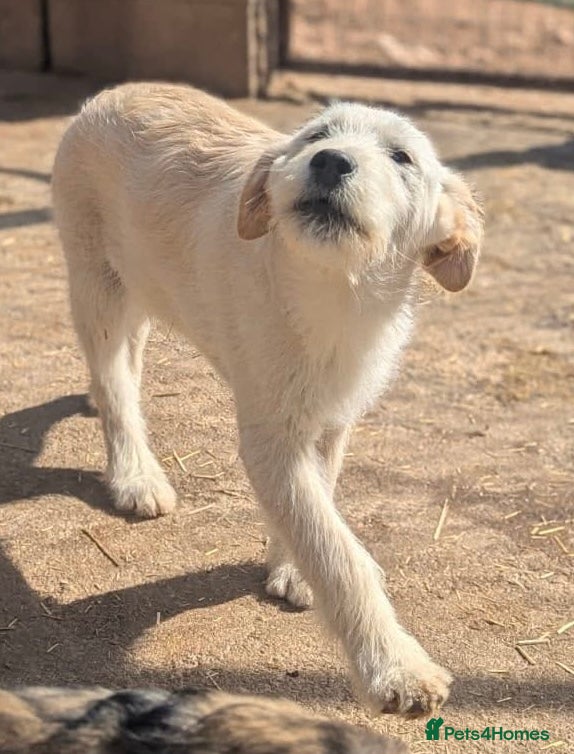 Mixed Breed dogs Eggnog 💙 - Advert 3