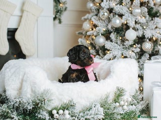 Cockapoo dogs Amazing F1b Cockapoos - Advert 12