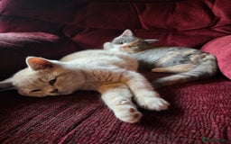 British Shorthair cats for sale: British Shorthairs Stunning Litter - Image 15