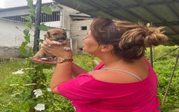 English Setter dogs for adoption: Setter x Pups (Rina's Puppies) - Image 22