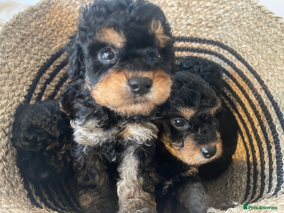 Cavapoo dogs for sale: ⭐ adorable Cavapoo’s ⭐  - Advert 19