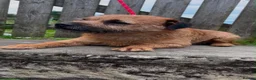 Border Terrier dogs for stud: KC REG OXCROFT BRED BORDER TERRIER STUD DOG - Advert 4
