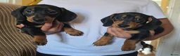 Miniature Dachshund dogs for sale: BLACK/TAN Adorable dachshund puppies for sale😍 - Advert 8
