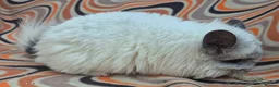 Chinchilla rodents for sale: Variety of chinchillas babys and adults - Advert 13