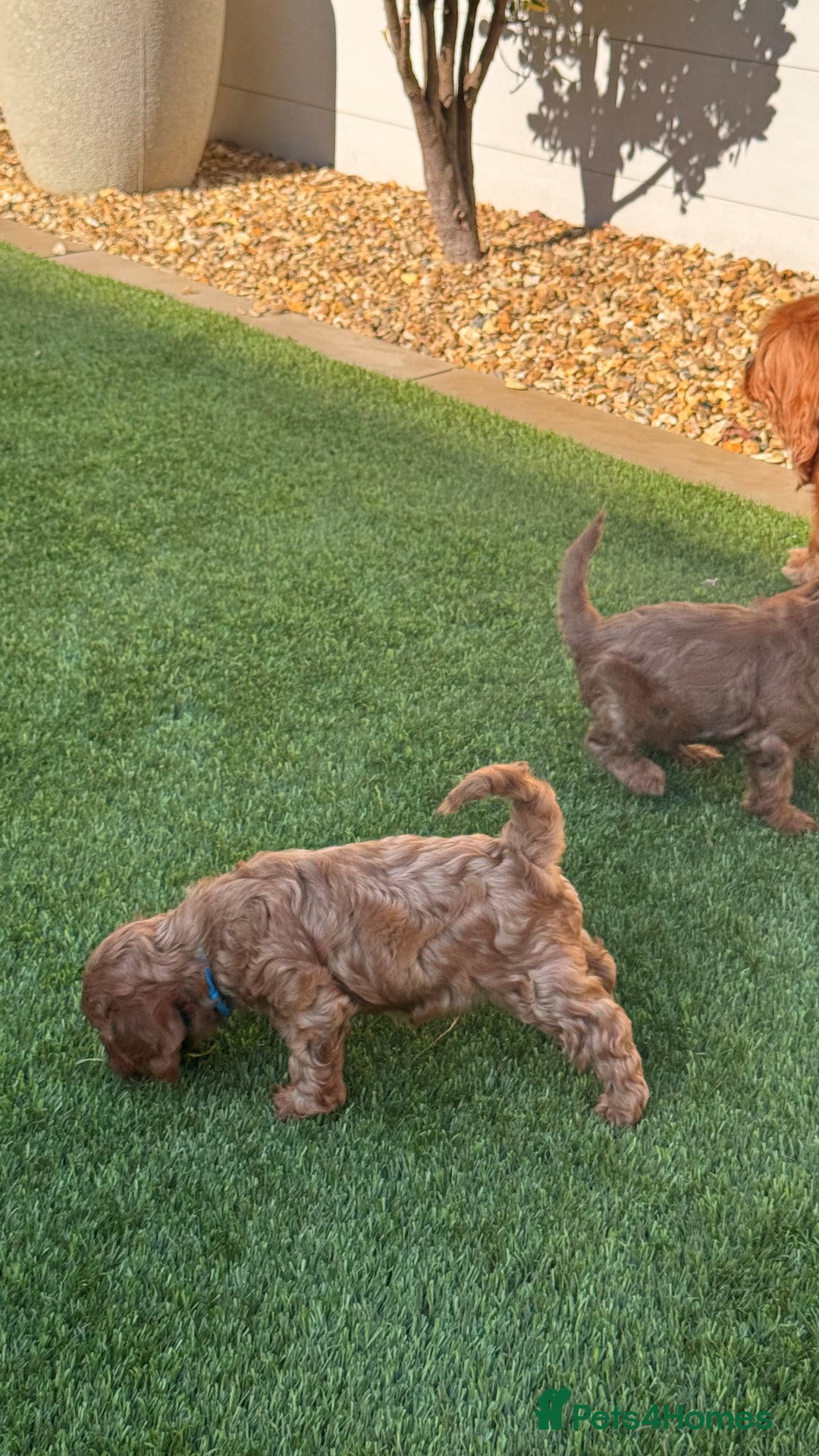 Cavapoo dogs for sale: F1 Cavapoo Puppies – Ready from 19th October - Image 6