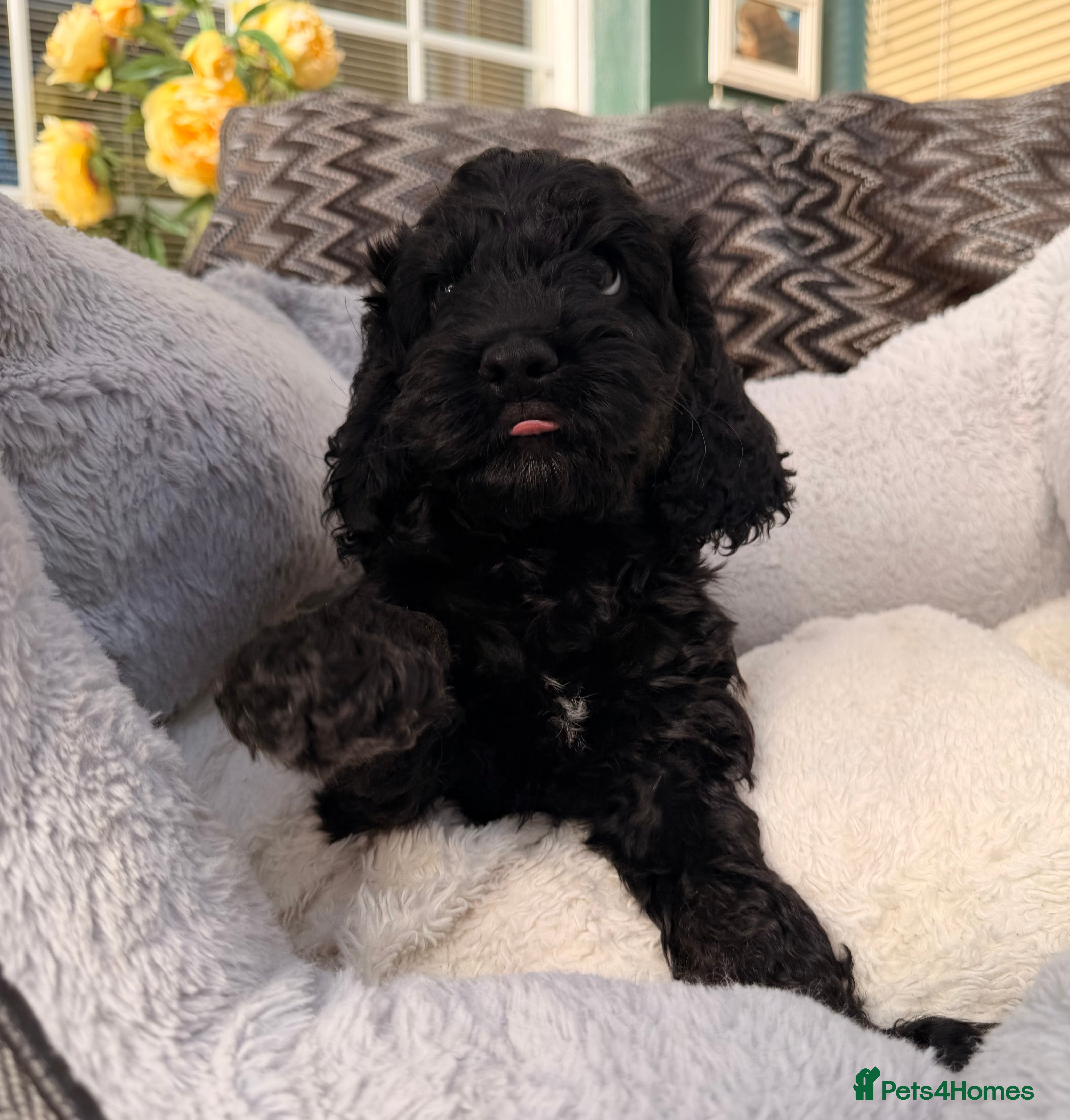 Cockapoo dogs F1 Cockapoo Puppies - Advert 9