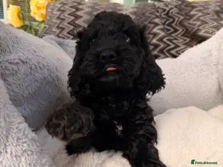 Cockapoo dogs F1 Cockapoo Puppies - Advert 9