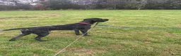 German Shorthaired Pointer dogs for stud: GSP for stud in Sunderland - Advert 7
