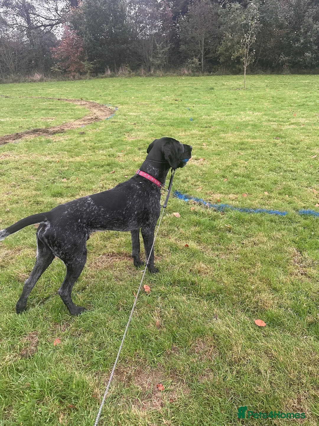 German Shorthaired Pointer dogs for stud: GSP for stud in Sunderland - Advert 7