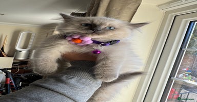 Ragdoll cats - Advert 15