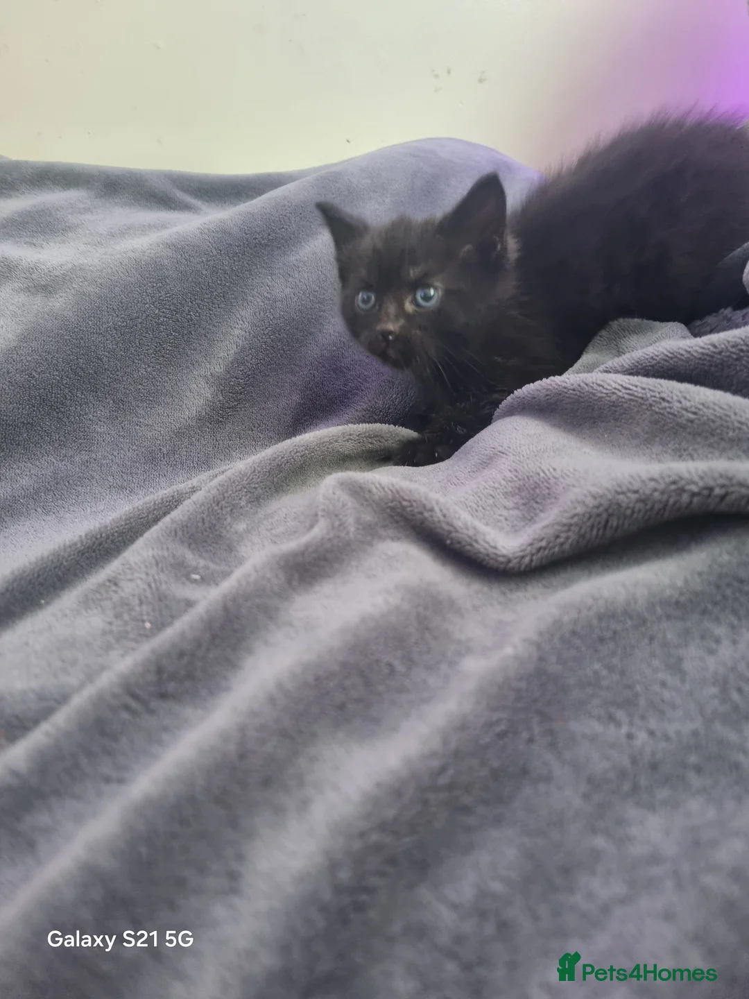 Mixed Breed cats for sale: long-haired kittens looking for a loving home - Advert 28