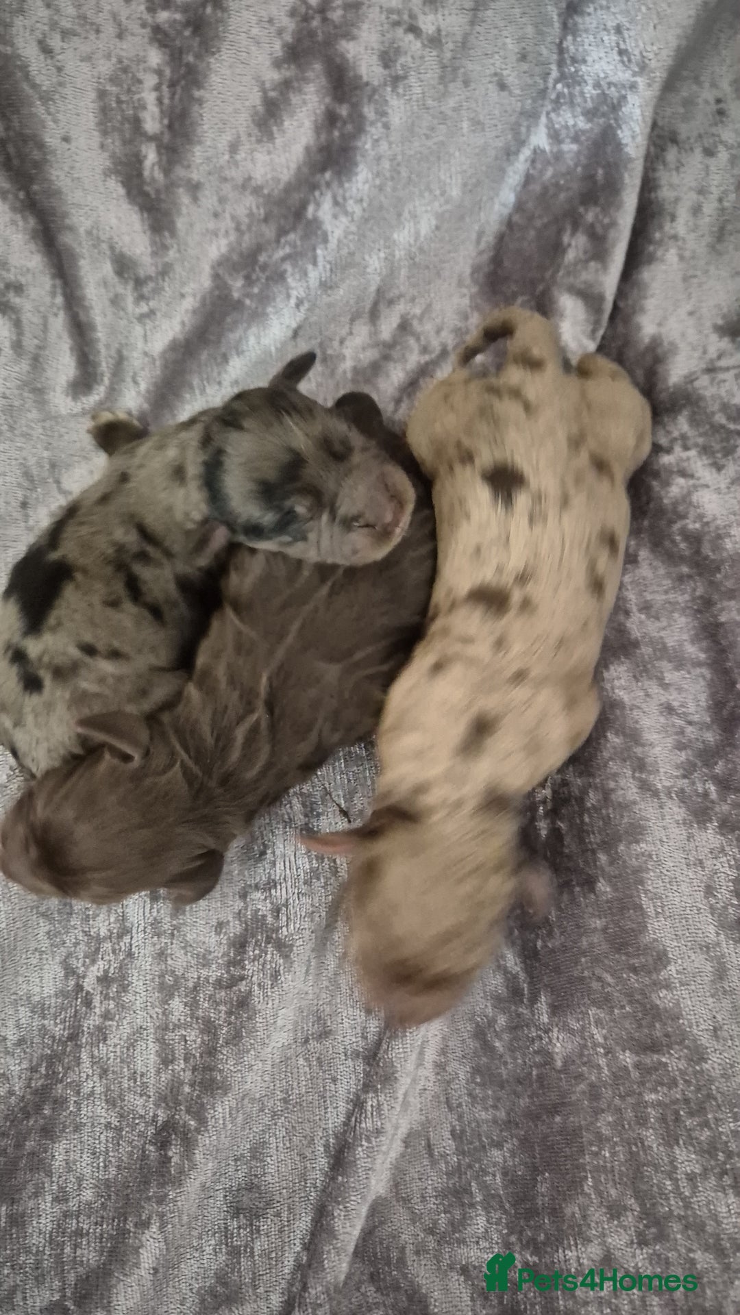 Cocker Spaniel dogs for stud: Merle Cocker stud in Shildon - Image 11
