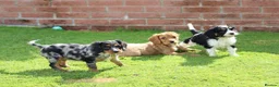 Cavapoo dogs for sale: COCKERLIERPOO puppies for sale - Advert 22