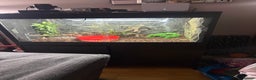 Monitor reptiles for sale: Bosc monitor  - Advert 1
