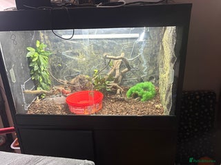 Monitor reptiles Bosc monitor - Advert 1