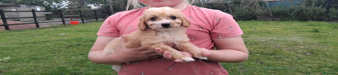 Cockapoo 🧡