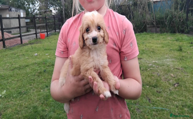 Cockapoo dogs - Advert 6