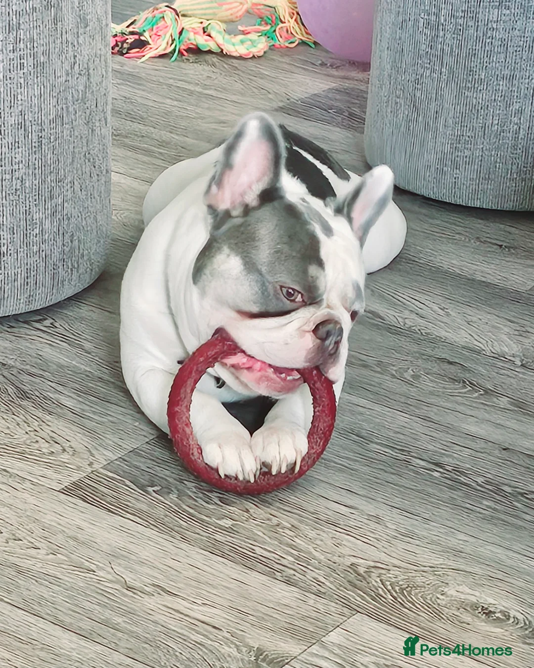 French Bulldog dogs for stud: French bulldog for stud  in Crook - Advert 4