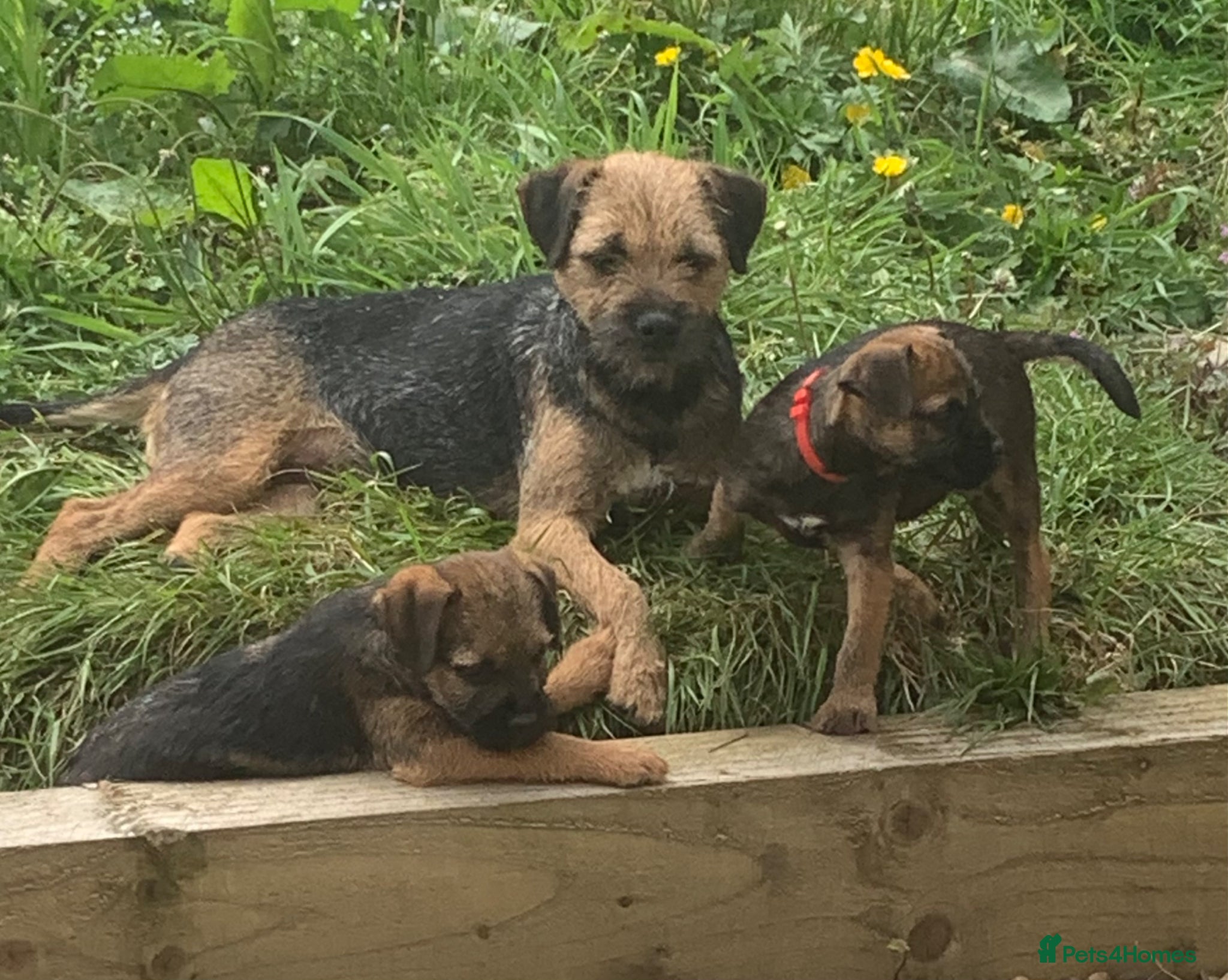 Border Terrier dogs KC Healthy Border companions  - Advert 4