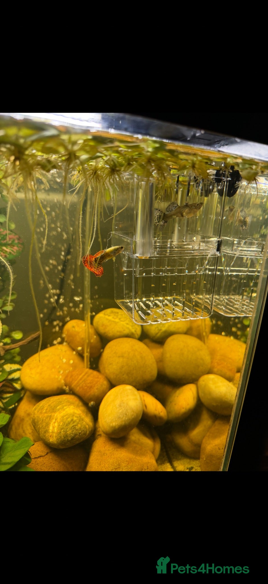 Other/Mixed Breed fish Mosaic Fan Tailed Guppies - Advert 1