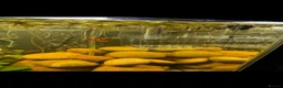Other/Mixed Breed fish for sale: Mosaic Fan Tailed Guppies in Haverhill - Advert 1