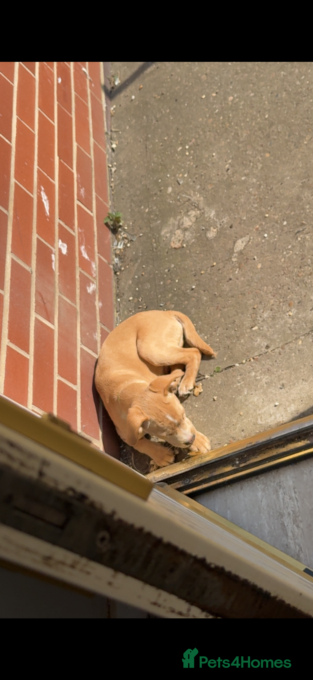 Mixed Breed dogs for sale: French Bulldog X Cockapoo rehoming  - Advert 3