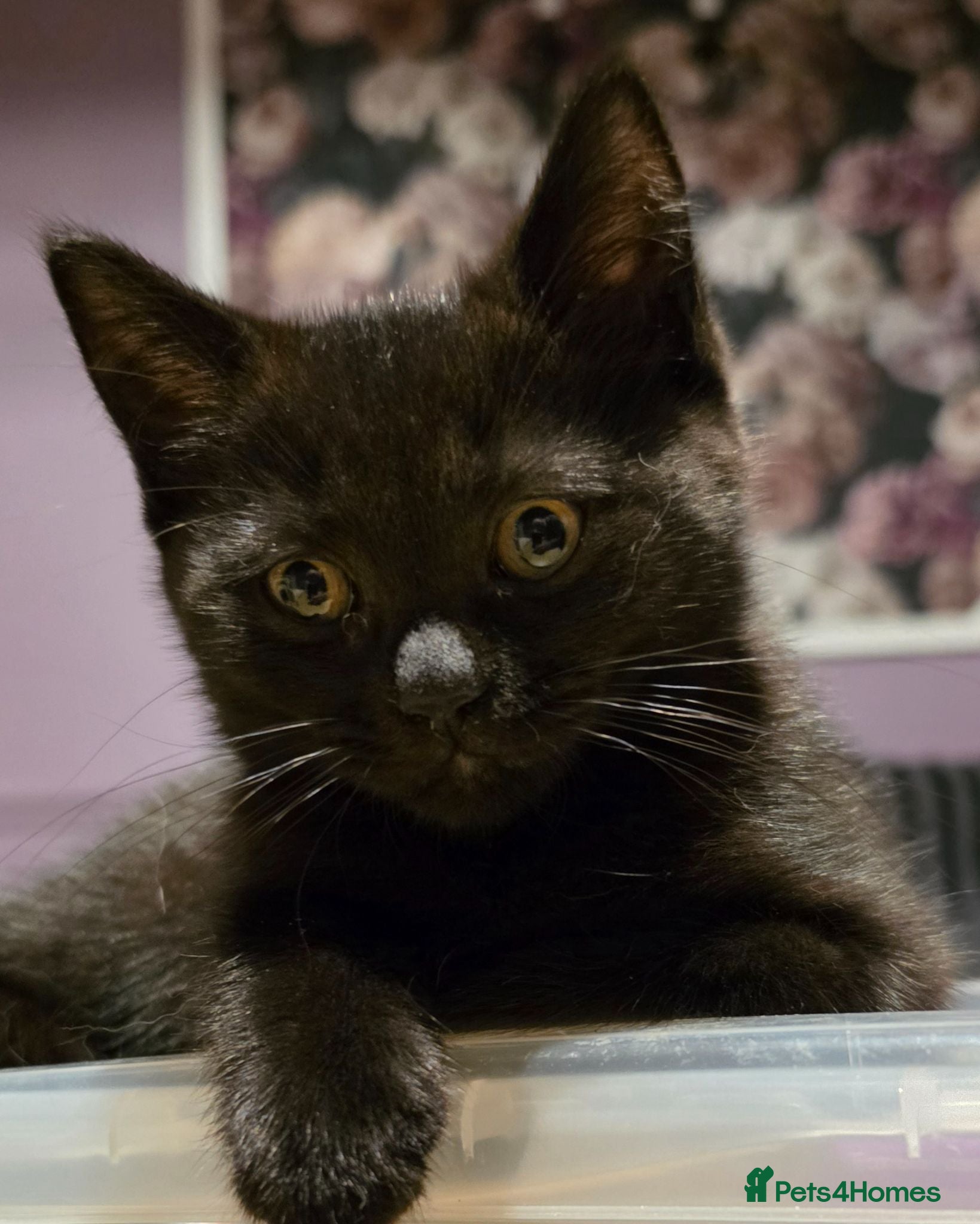 British Shorthair cats British Shorthair Exotic Kittens - Advert 1