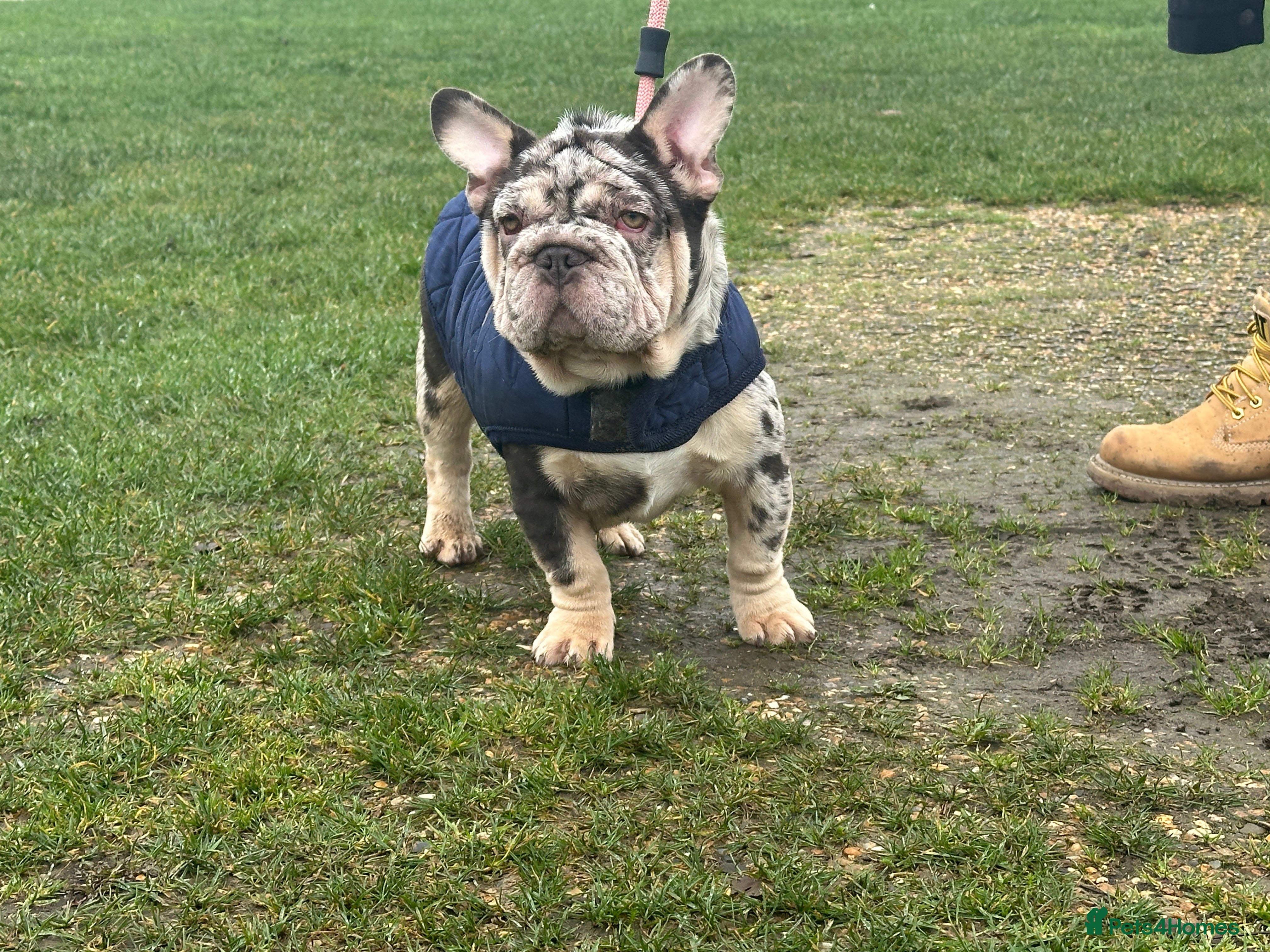 French Bulldog dogs Pet price Ready now.Well bred,beautiful pup - Advert 16